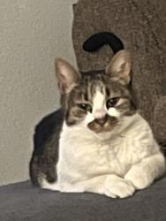 Found/Stray Female Cat last seen Gloria Dr. and Peytona Way (Pocket), Sacramento, CA 95831