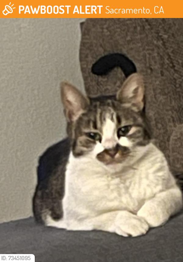 Found/Stray Female Cat last seen Gloria Dr. and Peytona Way (Pocket), Sacramento, CA 95831