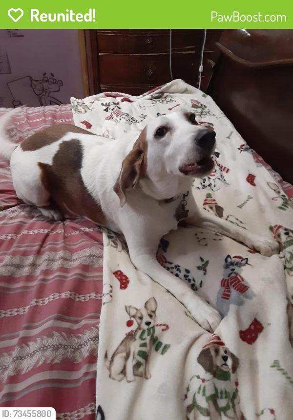 Reunited Male Dog last seen North Point Toaf, Dundalk, MD 21222