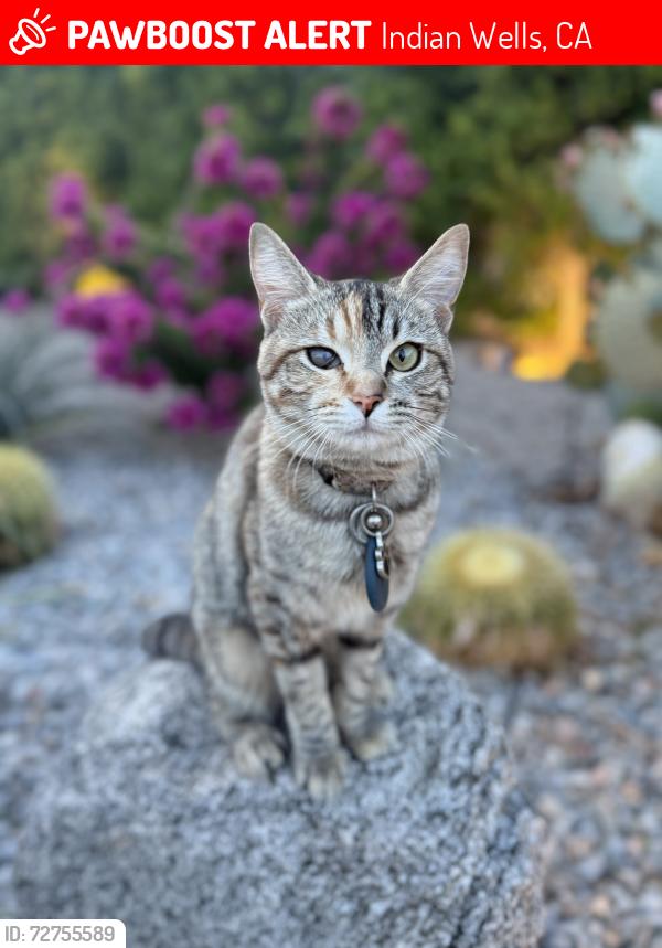 Lost Female Cat last seen Living Desert, Indian Wells, CA 92210