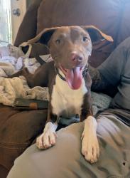 Found/Stray Female Dog last seen Kolb Rd., Tucson, AZ 85710