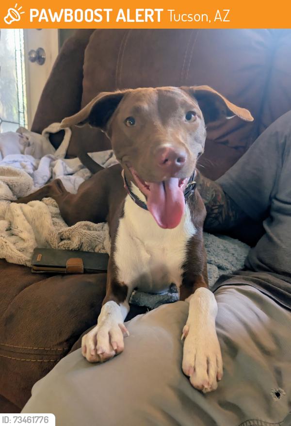 Found/Stray Female Dog last seen Kolb Rd., Tucson, AZ 85710