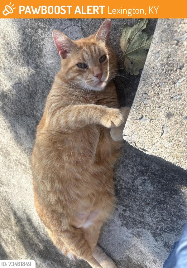 Found/Stray Unknown Cat last seen peachtree rd, Lexington, KY 40509