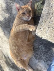 Found/Stray Unknown Cat last seen peachtree rd, Lexington, KY 40509