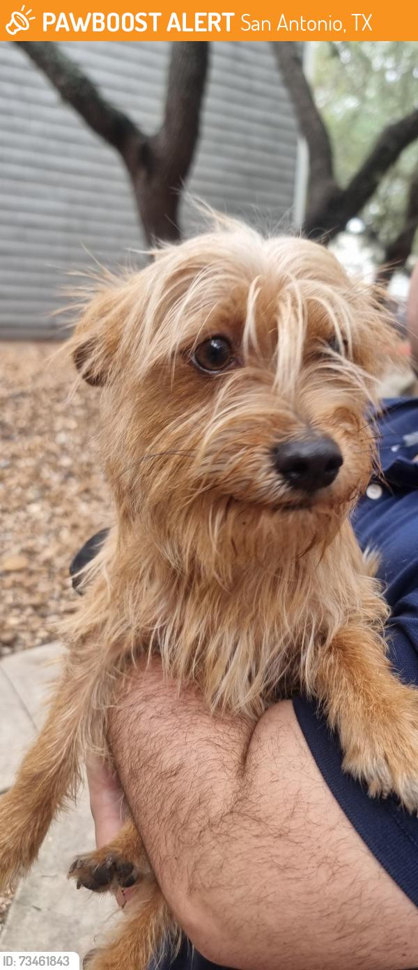 Found/Stray Male Dog last seen Songbird apmts, San Antonio, TX 78229