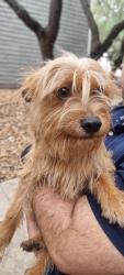 Found/Stray Male Dog last seen Songbird apmts, San Antonio, TX 78229