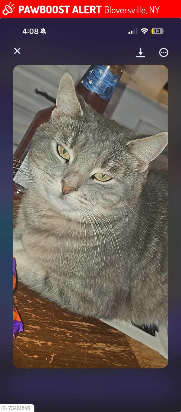 Lost Female Cat last seen 5th ave gloversville ny, Gloversville, NY 12078