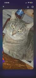 Lost Female Cat last seen 5th ave gloversville ny, Gloversville, NY 12078