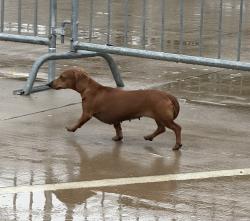 Found/Stray Unknown Dog last seen Sam Houston trail park, Irving, TX 75038