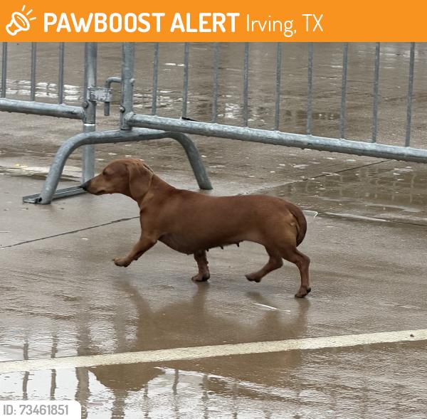 Found/Stray Unknown Dog last seen Sam Houston trail park, Irving, TX 75038
