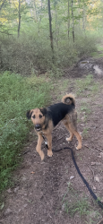 Lost Male Dog last seen Filbert Inn, Danielsville, PA 18038