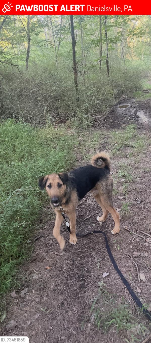 Lost Male Dog last seen Filbert Inn, Danielsville, PA 18038
