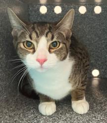 Shelter Stray Male Cat last seen Fort Hamilton Parkway, BROOKLYN, NY, 11219, 3139 Veterans Rd W, Staten Island, NY 10309, USA