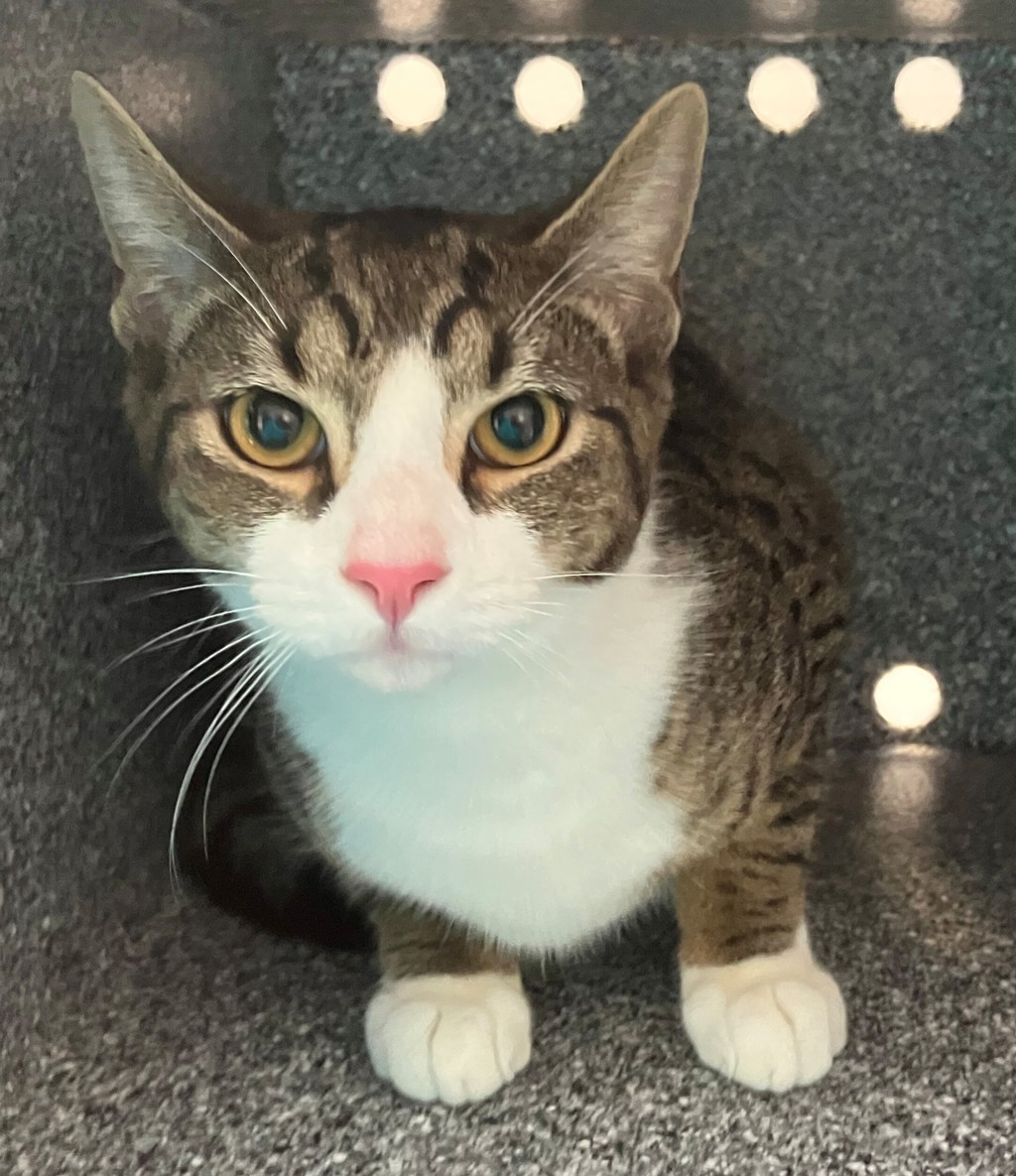Shelter Stray Male Cat last seen Fort Hamilton Parkway, BROOKLYN, NY, 11219, 3139 Veterans Rd W, Staten Island, NY 10309, USA
