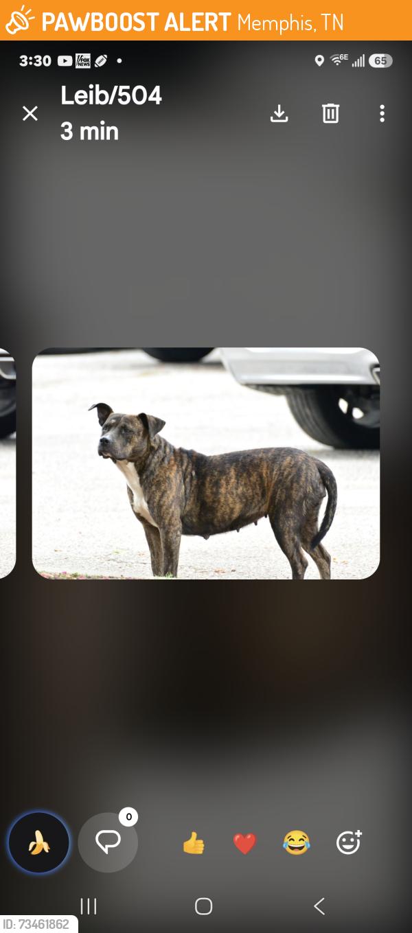 Found/Stray Female Dog last seen Poplar and Tillman, Memphis, TN 38152