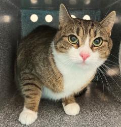 Shelter Stray Female Cat last seen Fort Hamilton Parkway, BROOKLYN, NY, 11219, 3139 Veterans Rd W, Staten Island, NY 10309, USA