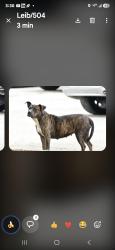 Found/Stray Female Dog last seen Poplar and Tillman, Memphis, TN 38152