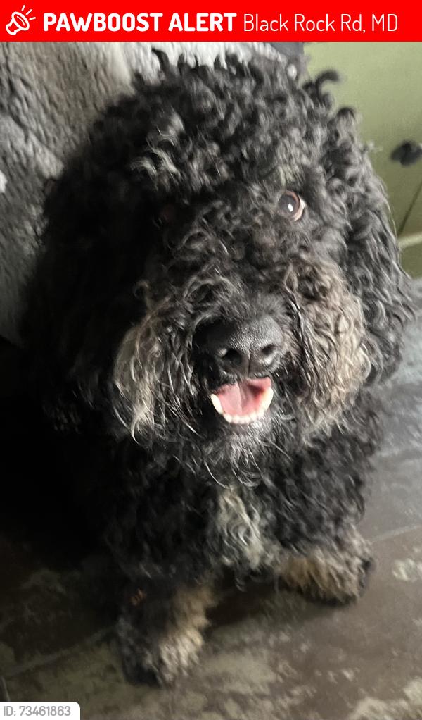 Lost Male Dog last seen Mt zion rd, Black Rock Rd, MD 21155