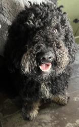 Lost Male Dog last seen Mt zion rd, Black Rock Rd, MD 21155