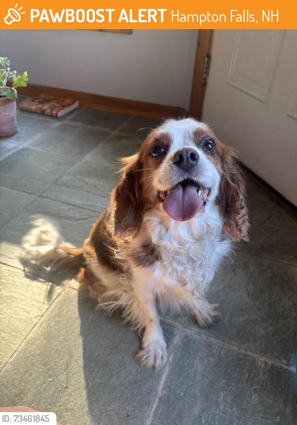 Found/Stray Unknown Dog last seen nason rd & drinkwater rd, Hampton Falls, NH 03844