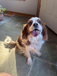 Found/Stray Unknown Dog last seen nason rd & drinkwater rd, Hampton Falls, NH 03844