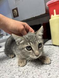 Shelter Stray Female Cat last seen Near N Redwood Road, SALT LAKE CITY, UT, 84116, 511 W 3900 S, Salt Lake City, UT 84123, USA