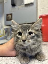 Shelter Stray Male Cat last seen Near N Redwood Road, SALT LAKE CITY, UT, 84116, 511 W 3900 S, Salt Lake City, UT 84123, USA
