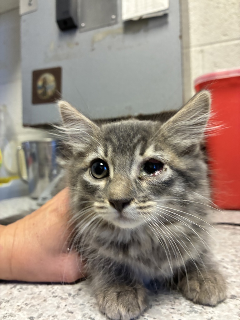 Shelter Stray Male Cat last seen Near N Redwood Road, SALT LAKE CITY, UT, 84116, 511 W 3900 S, Salt Lake City, UT 84123, USA
