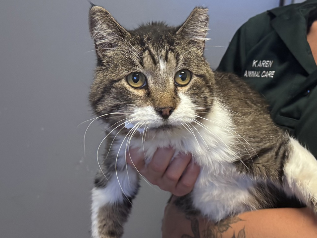 Shelter Stray Male Cat last seen Near W Bullfrog Circle, MURRAY CITY, UT, 84123, 511 W 3900 S, Salt Lake City, UT 84123, USA