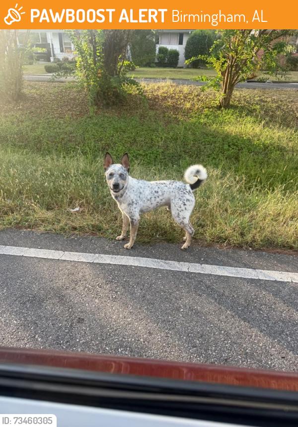 Found/Stray Male Dog last seen Near mechanic shop, Birmingham, AL 35210