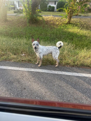 Found/Stray Male Dog last seen Near mechanic shop, Birmingham, AL 35210