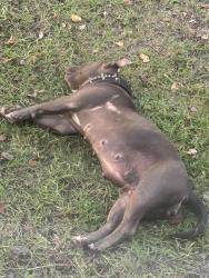Found/Stray Female Dog last seen Milton St, Spring Lake NC, Spring Lake, NC 28390