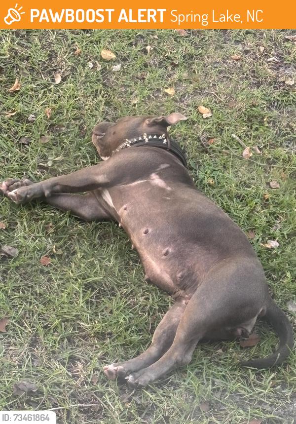 Found/Stray Female Dog last seen Milton St, Spring Lake NC, Spring Lake, NC 28390