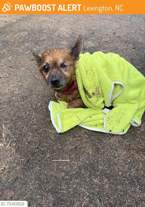 Found/Stray Female Dog last seen Spruce Street, Lexington, NC 27292
