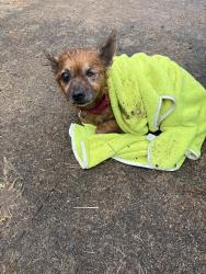 Found/Stray Female Dog last seen Spruce Street, Lexington, NC 27292