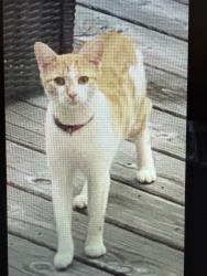 Found/Stray Unknown Cat last seen Fairway Circle, Northeast Brookhaven, Georgia, Atlanta, GA 30319