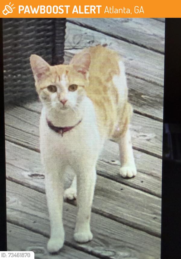 Found/Stray Unknown Cat last seen Fairway Circle, Northeast Brookhaven, Georgia, Atlanta, GA 30319