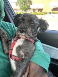 Reunited Female Dog last seen mowry school rd and joaquin murieta, Newark, CA 94560