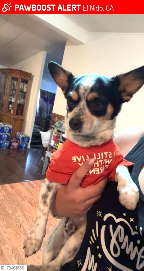 Lost Male Dog last seen Roosevelt Rd, El Nido, CA 95317