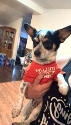 Lost Male Dog last seen Roosevelt Rd, El Nido, CA 95317
