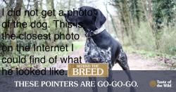 Found/Stray Unknown Dog last seen Closest cross street is Gate city blvd, Greensboro, NC 27401