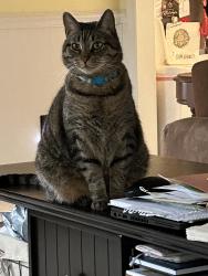 Reunited Male Cat last seen Bryant Farm, Charlotte, NC 28277