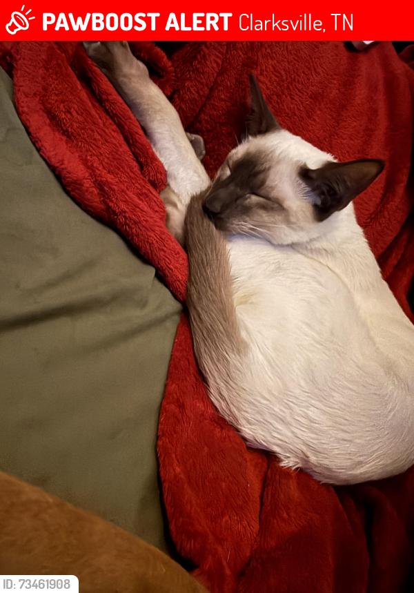 Lost Male Cat last seen Shelby st, Clarksville, TN 37042
