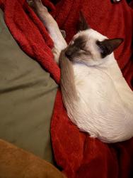Lost Male Cat last seen Shelby st, Clarksville, TN 37042