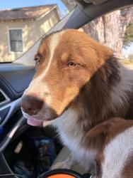 Reunited Male Dog last seen Near Geer Rd, Turlock, CA 95382, USA, Turlock, CA 95382