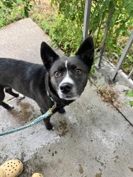 Reunited Unknown Dog last seen Will Scarlet, Arlington, TX 76013