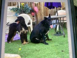 Reunited Male Dog last seen Near N Pershing Ave. Between Swain and Douglas, Stockton, CA 95207