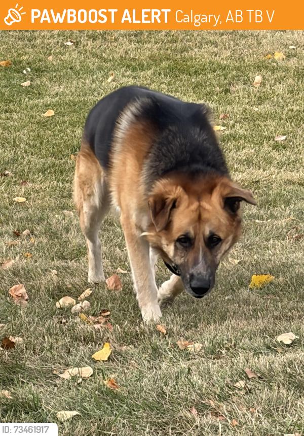 Found/Stray Male Dog last seen Valley view school, Calgary, AB T2B 1V7