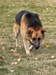 Found/Stray Male Dog last seen Valley view school, Calgary, AB T2B 1V7