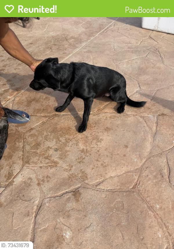 Reunited Male Dog last seen Roberts Rd, Hockley, TX 77447